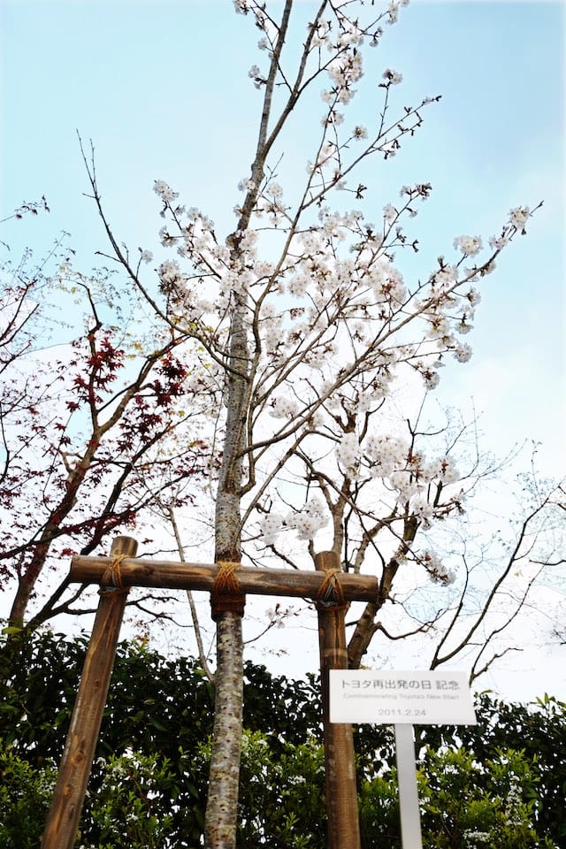 鞍ヶ池記念館にある豊田喜一郎邸の庭の桜