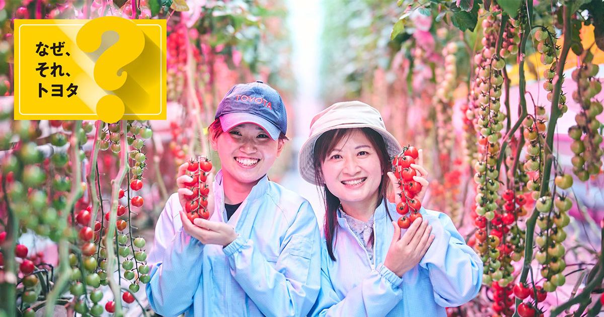 イチゴ＆トマト栽培。そんなカーボンニュートラルがあったとは・・！